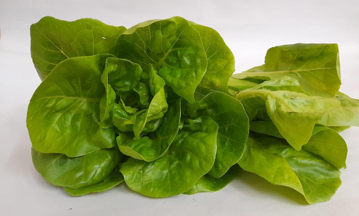 Fresh Food